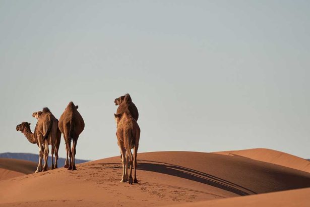 Sahara Desert