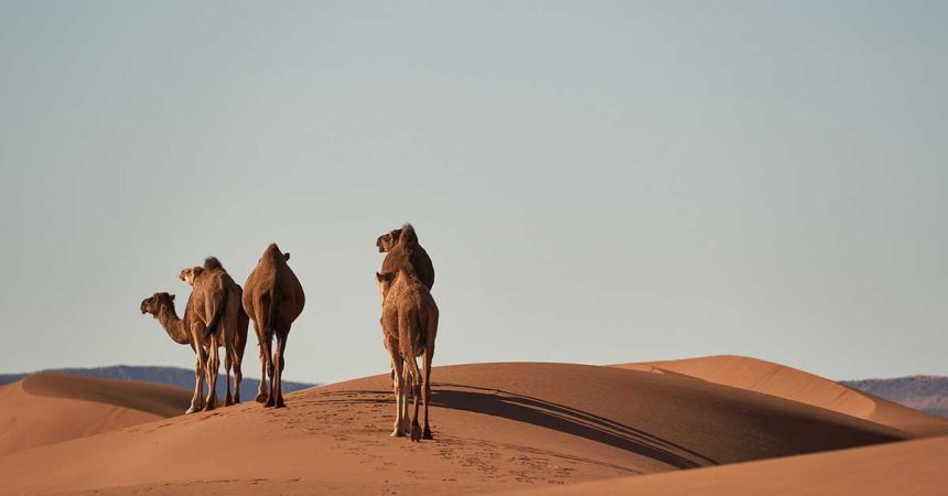10 Fascinating facts about the Sahara Desert - Must Visit Morocco