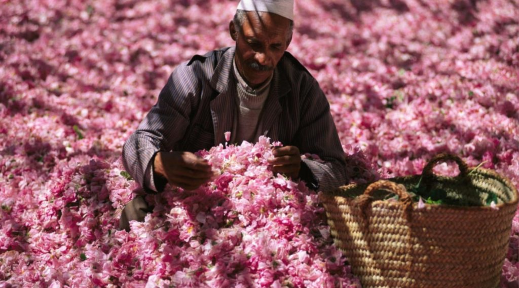An old man wearing a beanie, harvesting roses