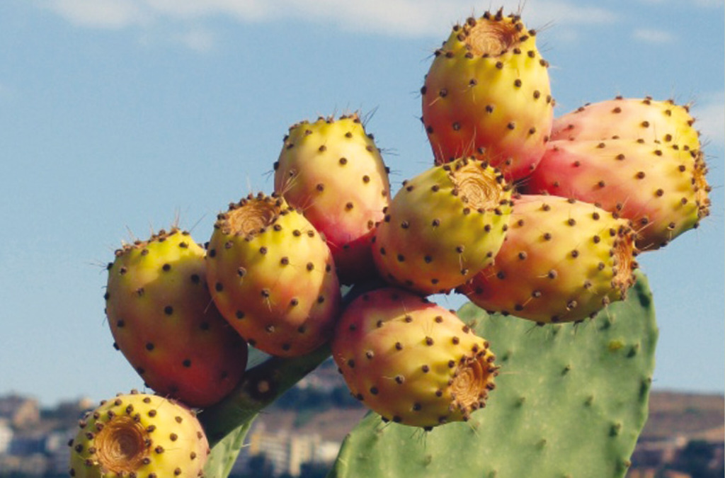 Colorful prickly pear fruit from Morocco
