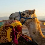 Camel Trekking in Marrakech