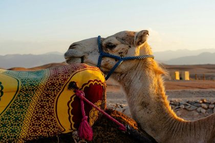 Camel Trekking in Marrakech