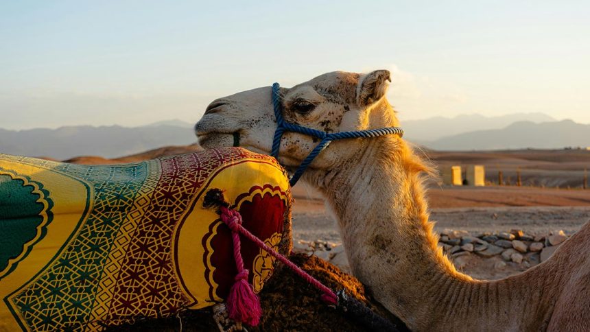 Camel Trekking in Marrakech