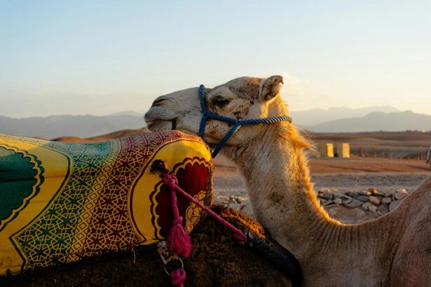 Camel Riding in Agafay Desert