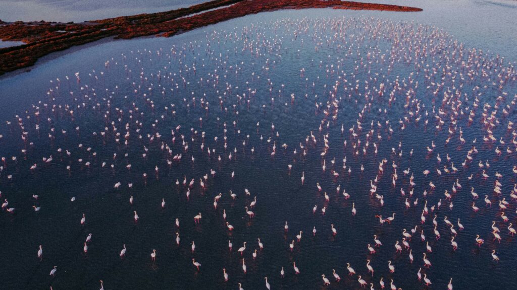 Dakhla Wellness Retreat: Is It Morocco's Next Big Destination? 17 dakhla-flamingo